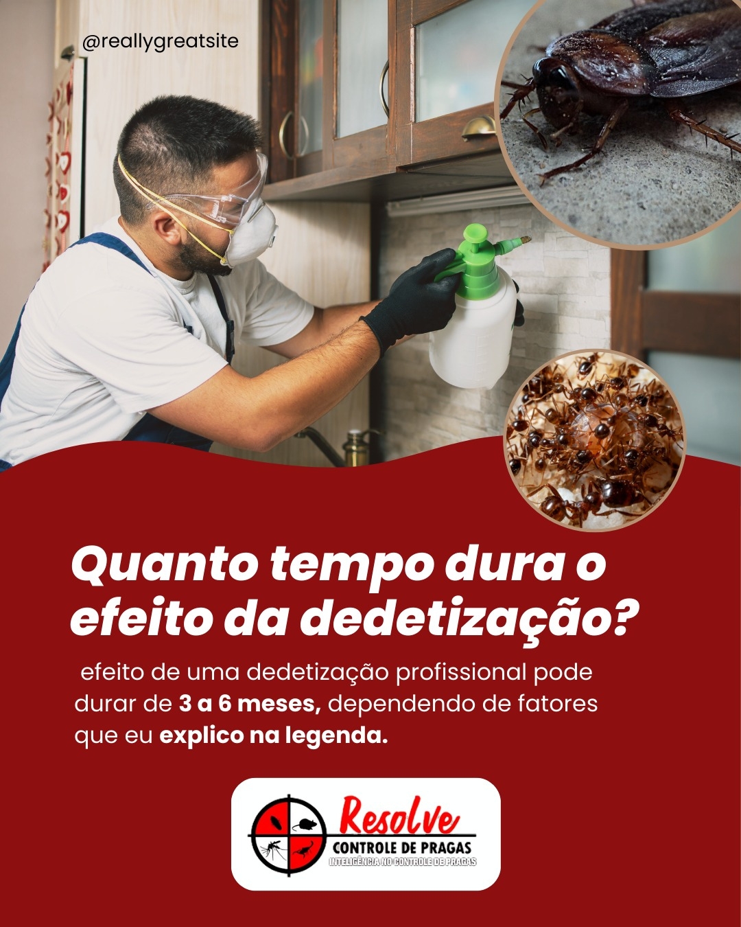 3 doenças que pragas urbanas podem transmitir