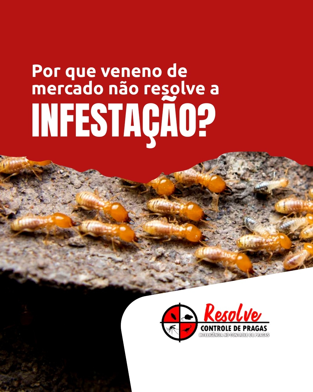 Qual o melhor momento para dedetizar?